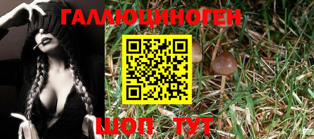 Псилоцибиновые грибы прущие грибы Новороссийск